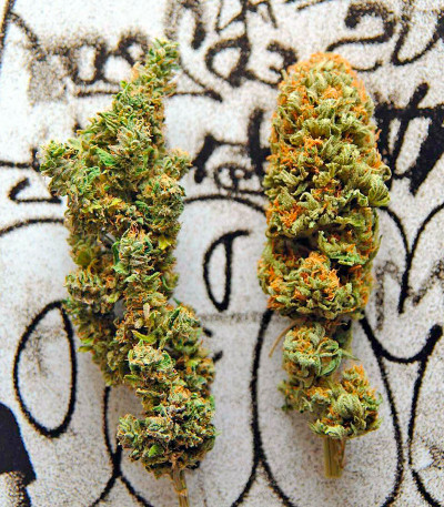 Green Crack 2.0 fem (Humboldt Seed Organization) семена конопли — изображение 5