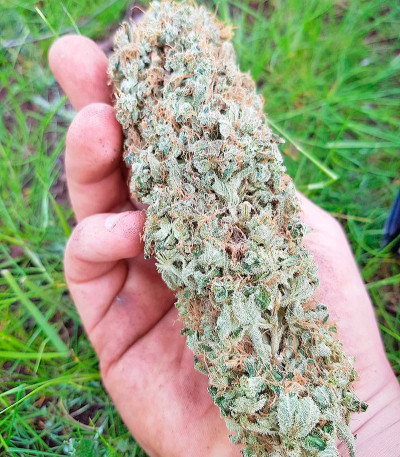 Green Crack 2.0 fem (Humboldt Seed Organization) семена конопли — изображение 4