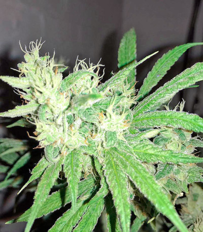 Green Crack 2.0 fem (Humboldt Seed Organization) семена конопли — изображение 3