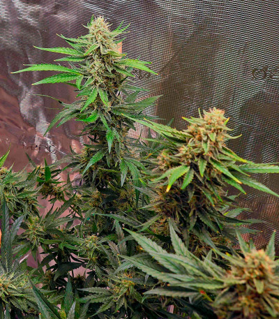 HighCloudZ Auto fem (GHS) семена конопли — изображение 3