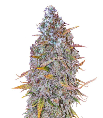 HighCloudZ Auto fem (GHS) семена конопли