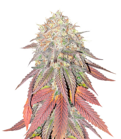 King's Juice fem (GHS) семена конопли