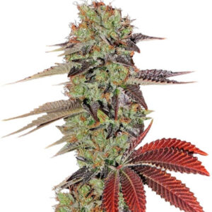 Семена сорта King’s Kush Auto (GHS)