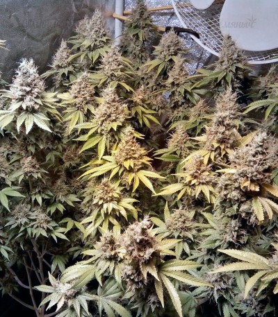 LSD fem (Barney's Farm) — изображение 4