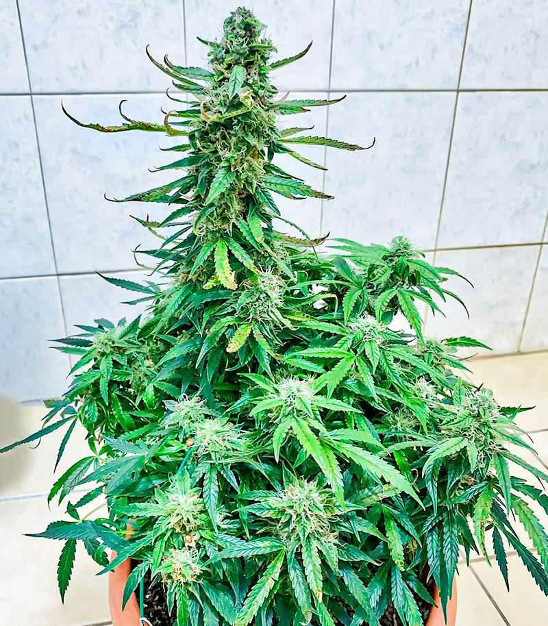 Runtz Auto fem (Barney's Farm) — изображение 6