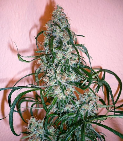 Super Lemon Haze fem (GHS) семена конопли — изображение 3