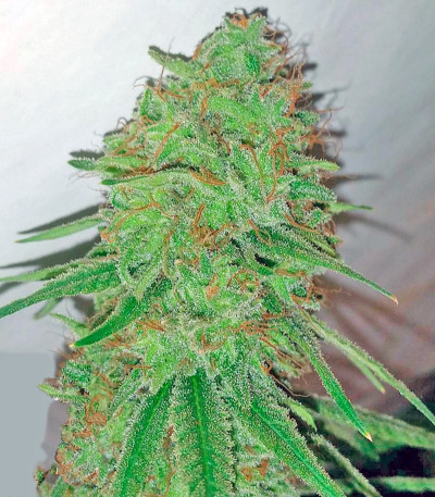 Tangerine Dream fem (Barney's Farm) — изображение 4