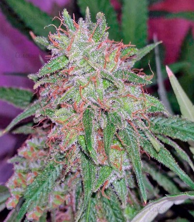 Tangerine Dream fem (Barney's Farm) — изображение 3