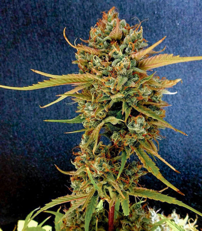 Wedding Cake Auto fem (Barney's Farm) — изображение 4