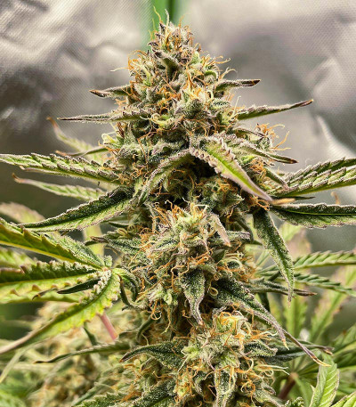 Apollo F1 Auto fem (RQS) семена конопли — изображение 7