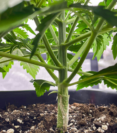 Apollo F1 Auto fem (RQS) семена конопли — изображение 8