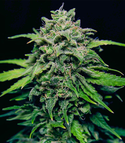 Chem Bomb Auto fem (Humboldt Seed Organization) семена конопли — изображение 5