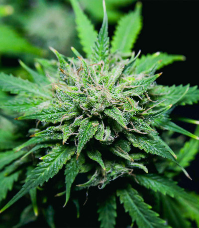 Chem Bomb Auto fem (Humboldt Seed Organization) семена конопли — изображение 3