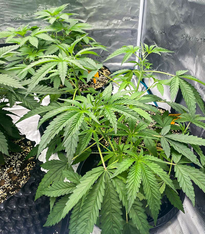 Ice Cream Cake Fast Flowering fem (Humboldt Seed Organization) семена конопли — изображение 4