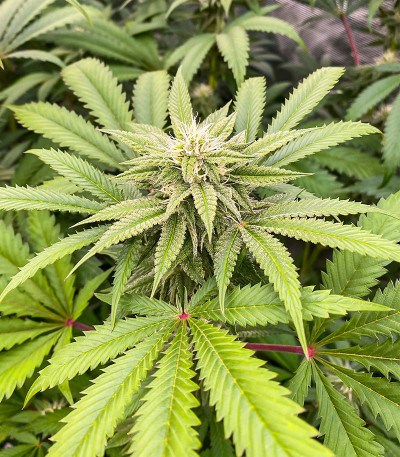 Ice Cream Cake Fast Flowering fem (Humboldt Seed Organization) семена конопли — изображение 5
