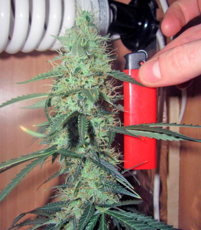 Jack Herer Auto fem (GHS) семена конопли — изображение 2