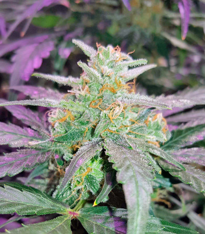 King’s Kush Auto fem (GHS) семена конопли — изображение 4