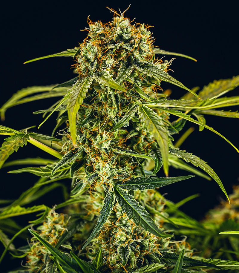 Medusa F1 Auto fem (RQS) семена конопли — изображение 4