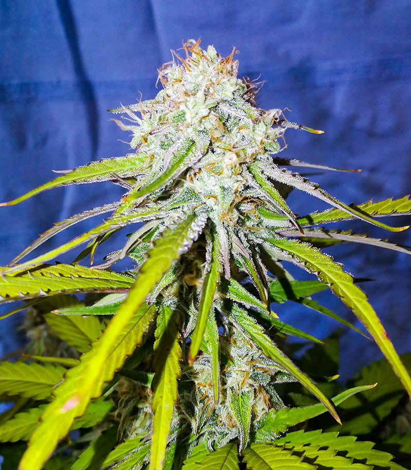 Medusa F1 Auto fem (RQS) семена конопли — изображение 5