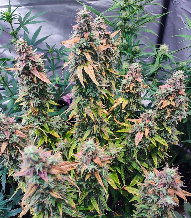 Medusa F1 Auto fem (RQS) семена конопли — изображение 7