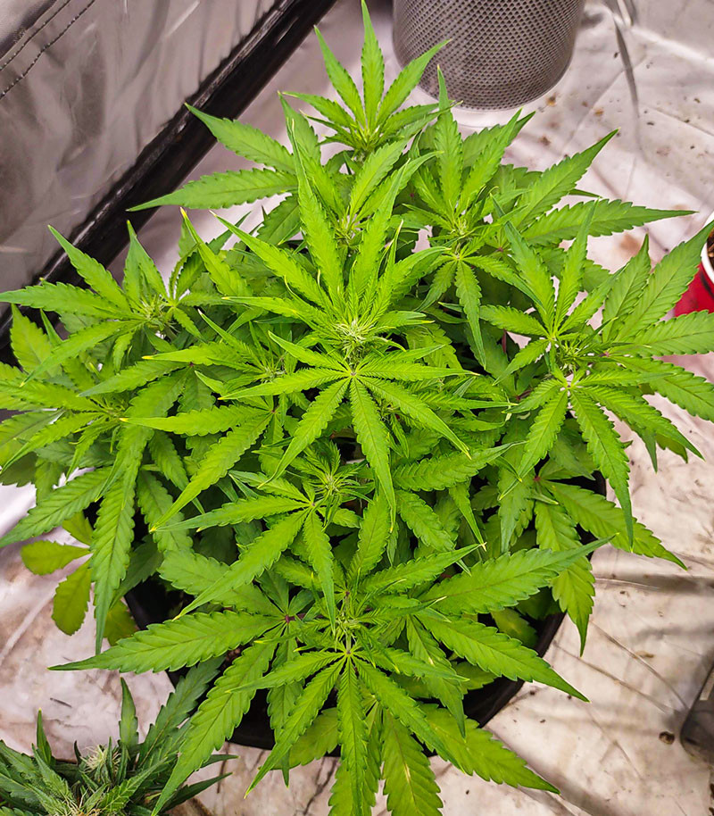 Medusa F1 Auto fem (RQS) семена конопли — изображение 9