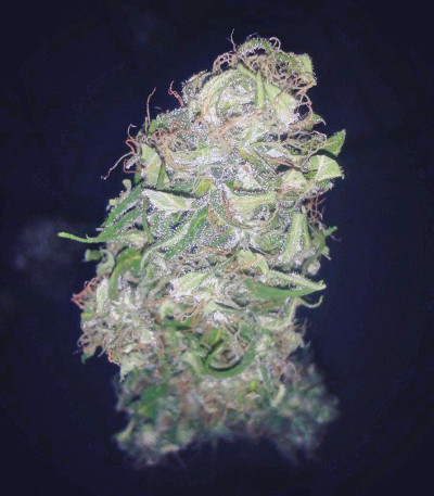 Pure Kush fem (GHS) семена конопли — изображение 3