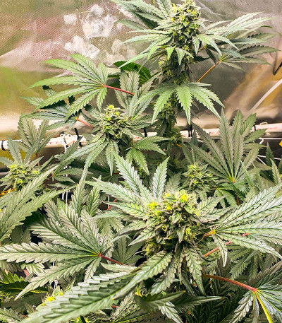 Runtz Fast Flowering fem (Humboldt Seed Organization) семена конопли — изображение 5