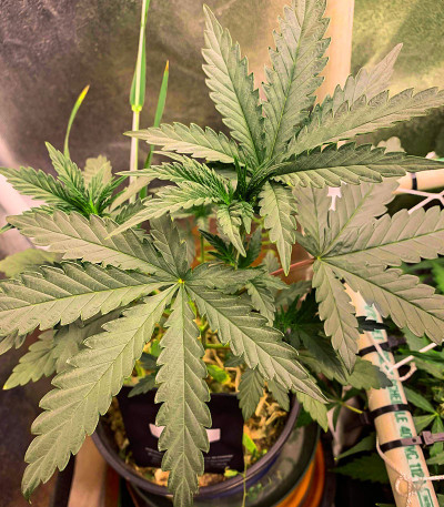 Runtz Fast Flowering fem (Humboldt Seed Organization) семена конопли — изображение 6