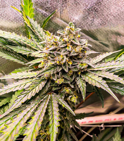 Runtz Fast Flowering fem (Humboldt Seed Organization) семена конопли — изображение 7