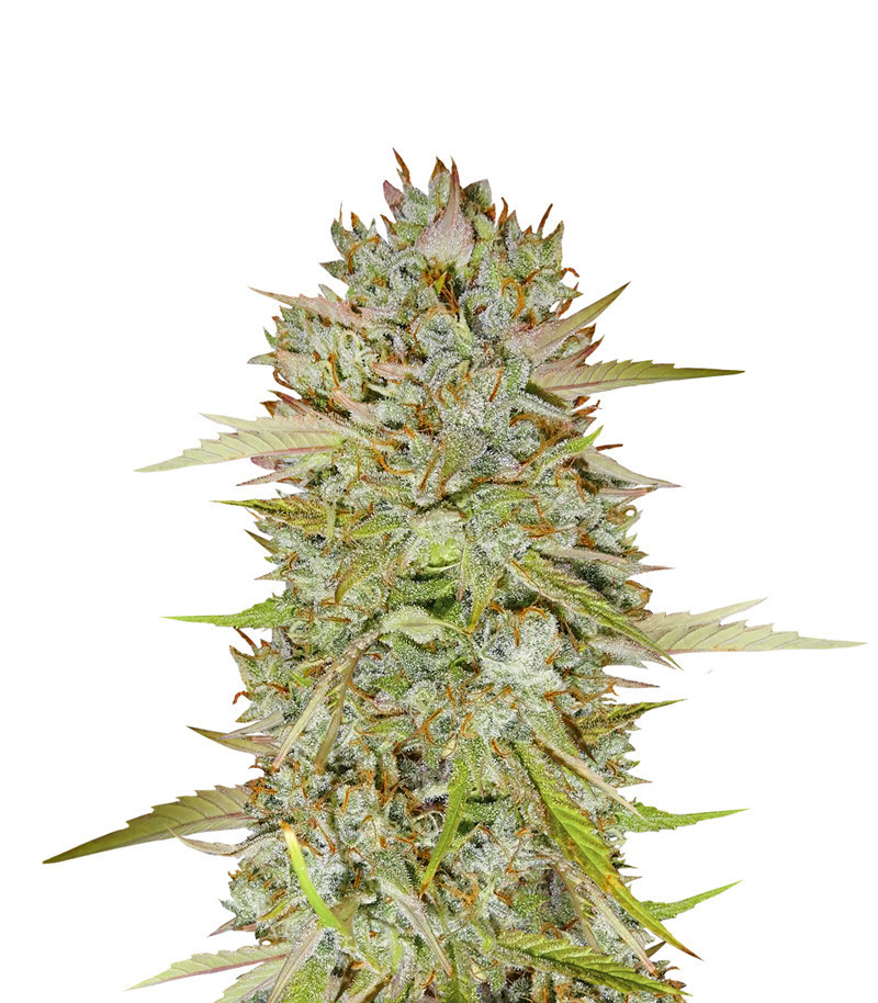 Wedding Cake Auto fem (Barney's Farm)
