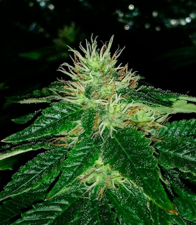 Семена сорта Afghan Cow fem (Dr. Krippling Seeds) — изображение 2
