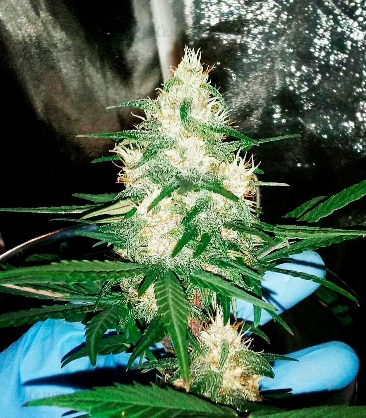 Семена сорта Afghan Cow fem (Dr. Krippling Seeds) — изображение 4