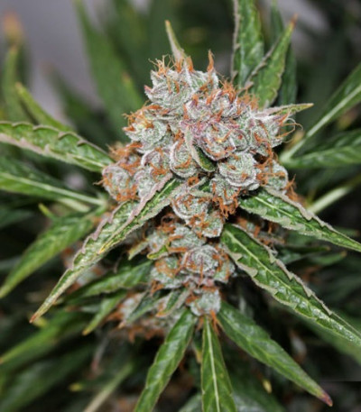Auto Orange Bud fem (Dutch Passion) семена конопли — изображение 4