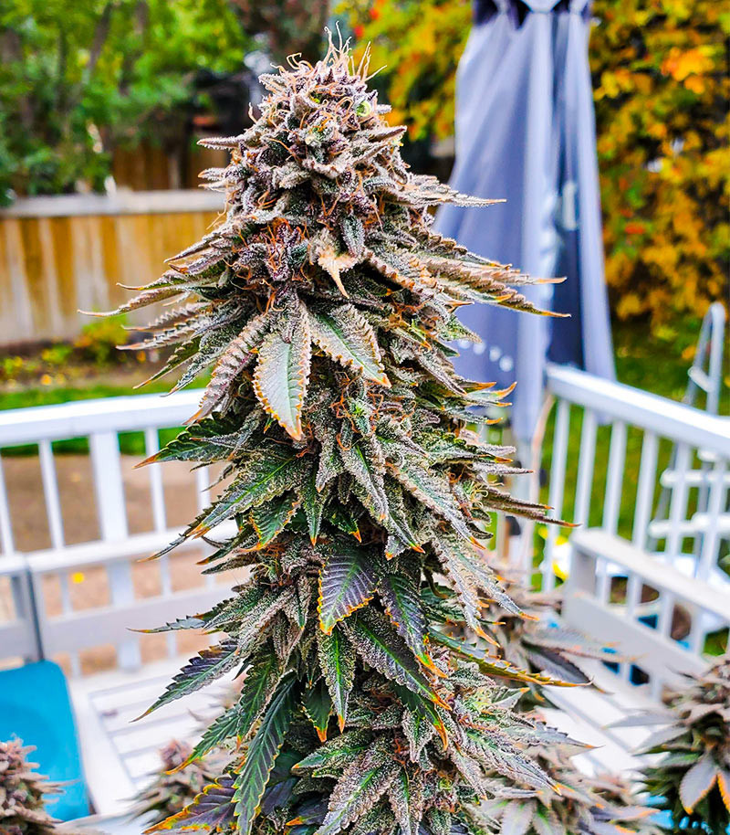Семена сорта Blackberry Moonrocks fem (AlphaFem Seeds) — изображение 3