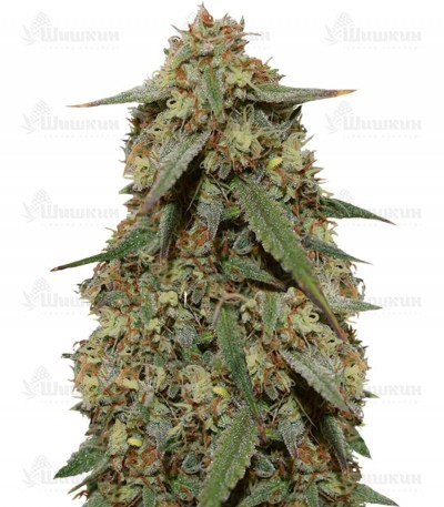 Girl Scout Cookies auto (FastBuds) семена конопли