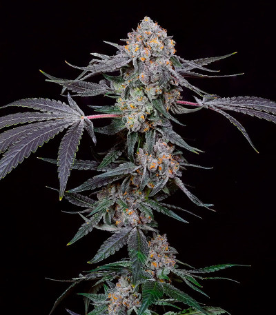 High Society fem (Compound Genetics) семена конопли — изображение 2