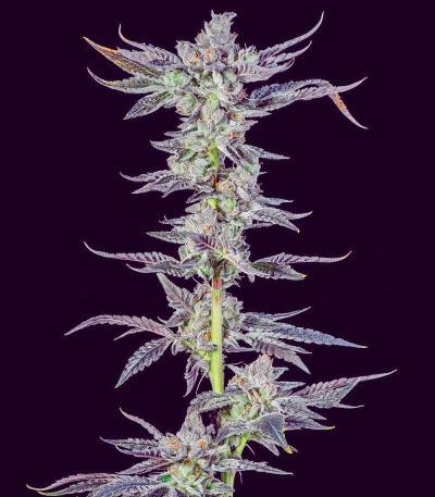 High Society fem (Compound Genetics) семена конопли — изображение 3