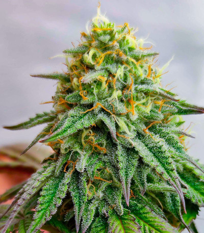 High Society fem (Compound Genetics) семена конопли — изображение 4