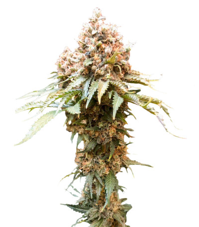 Ice Cream Ghost Train fem (Cali Buds Seeds) семена конопли