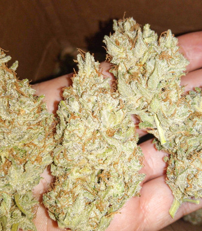 Original Auto AK fem (FastBuds) семена конопли — изображение 3
