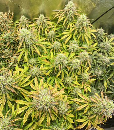 Original Auto AK fem (FastBuds) семена конопли — изображение 4