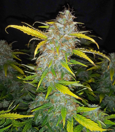 Original Auto AK fem (FastBuds) семена конопли — изображение 5