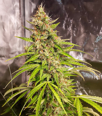 Original Jack Herer Auto fem (FastBuds) — изображение 3