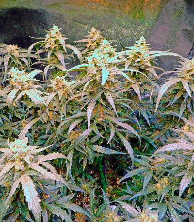 Rhino Ryder auto fem (FastBuds) семена конопли — изображение 3