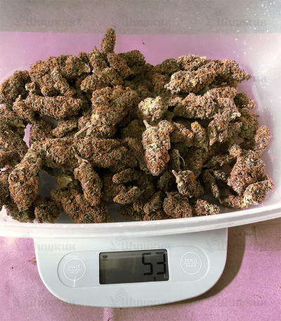 West Coast O.G. auto fem (FastBuds) семена конопли — изображение 3