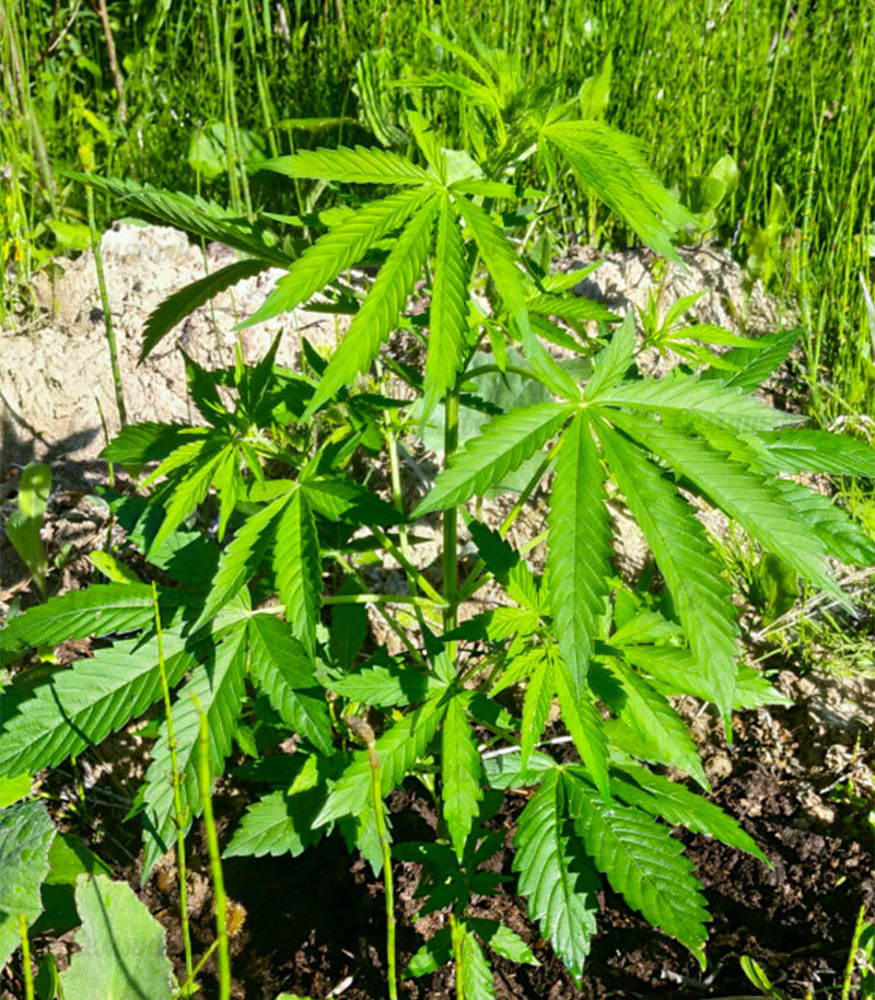 Семена сорта Bruce Banner Auto fem (Cali Buds Seeds) — изображение 5