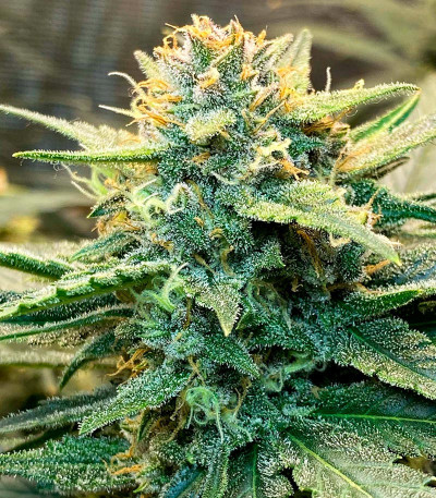 Lemon Cherry Cookies Auto fem (FastBuds) семена конопли — изображение 8