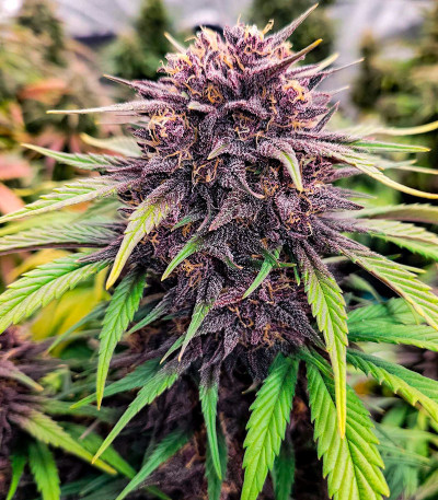 Lemon Cherry Cookies Auto fem (FastBuds) семена конопли — изображение 7