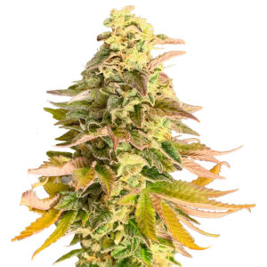 Семена сорта Chem Cookies fem (AlphaFem Seeds)