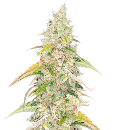 Original Jack Herer Auto fem (FastBuds)